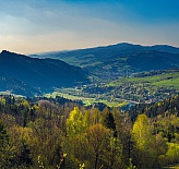 Palenica